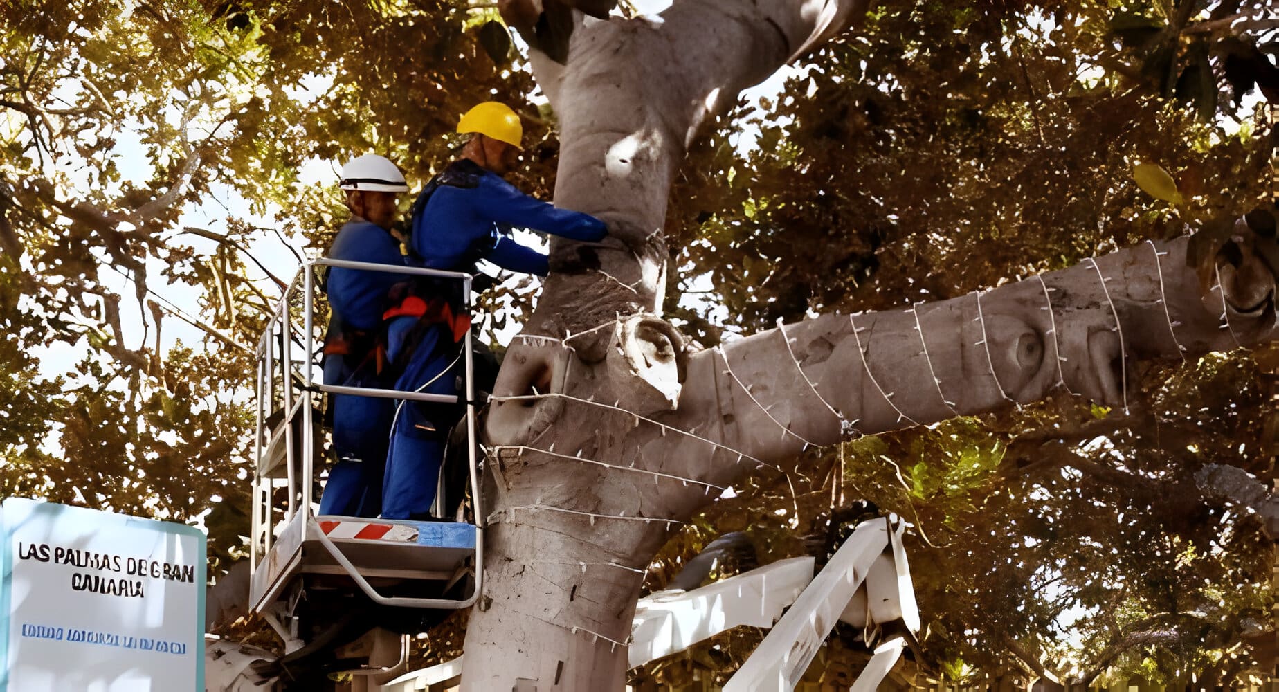 Our Services Christmas Decor Of Boynton Beach Our Services Christmas Decor Of Boynton Beach