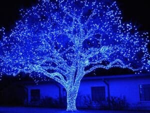 Large tree wrapped in blue Christmas lights by Christmas Decor in Boynton Beach