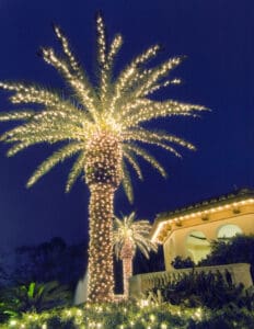 Palm tree wrapped in warm white Christmas lights by Christmas Decor in Boynton Beach