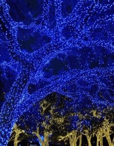 Tree canopy wrapped in blue Christmas lights by Christmas Decor in Boynton Beach