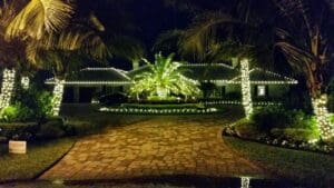 Palm trees and driveway Christmas lighting by Christmas Decor in Boynton Beach