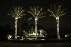 Palm trees wrapped in white Christmas lights by Christmas Decor in Boynton Beach