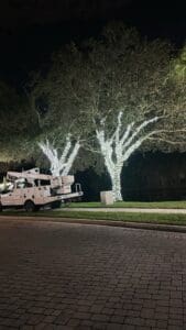 Large oak trees wrapped in Christmas lights by Christmas Decor in Boynton Beach