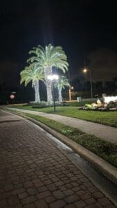 Palm tree Christmas light display along entrance road by Christmas Decor in Boynton Beach