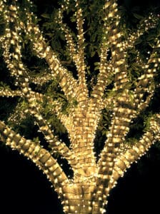 Tree wrapped with warm white Christmas lights by Christmas Decor in Boynton Beach